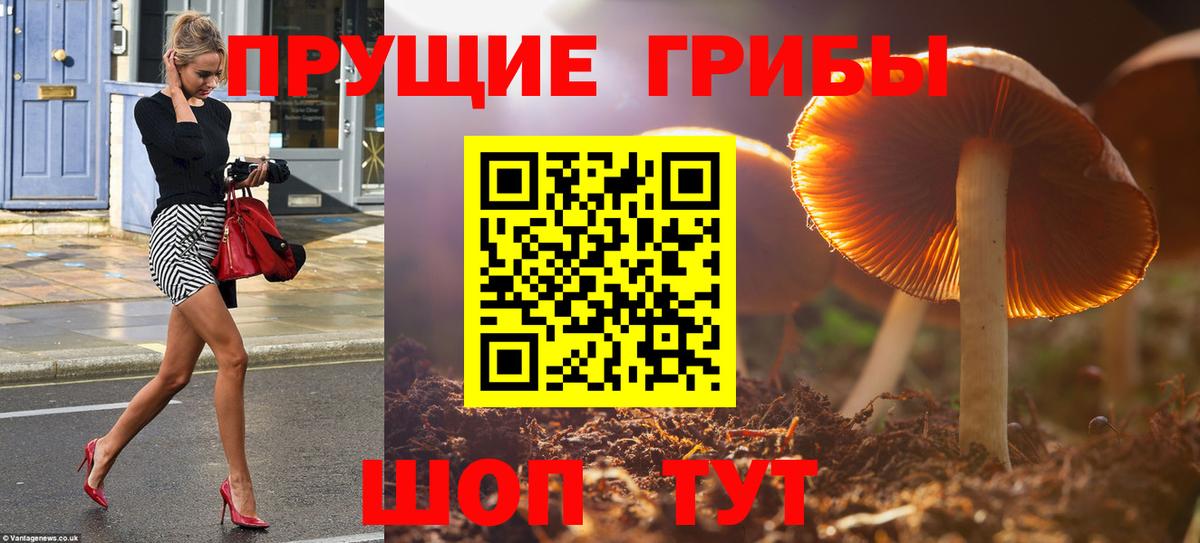 Нерюнгри  Галлюциногенные грибы Cubensis  Вход с VPN 